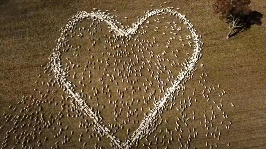 Hombre forma un corazón con ovejas para expresar condolencias por muerte de su tía Hombre forma un corazón con ovejas para expresar condolencias por muerte de su tía
