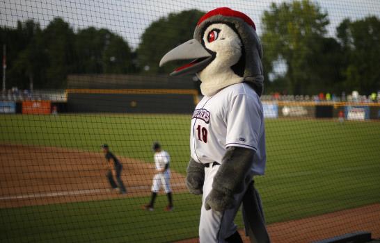Protegidas por la ley, mariposas sobreviven entre las bombas