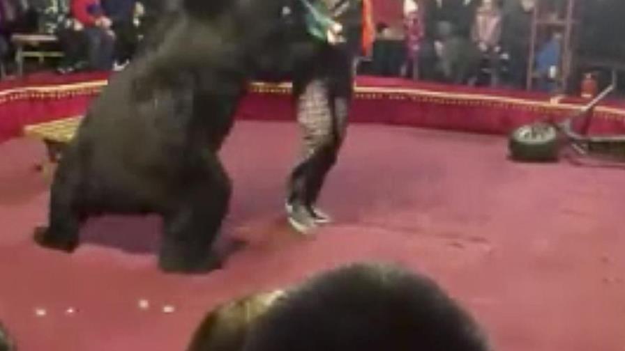 Oso de circo ataca a su entrenador en pleno show en Rusia
