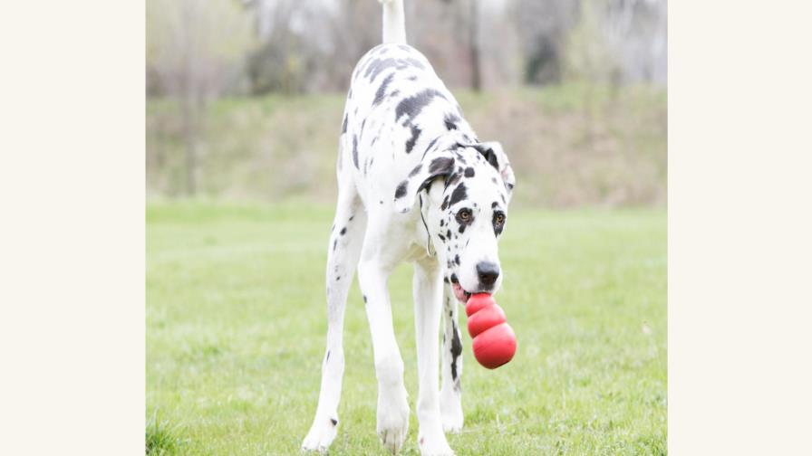 ¿De regreso a la oficina? Hay que distraer a las mascotas