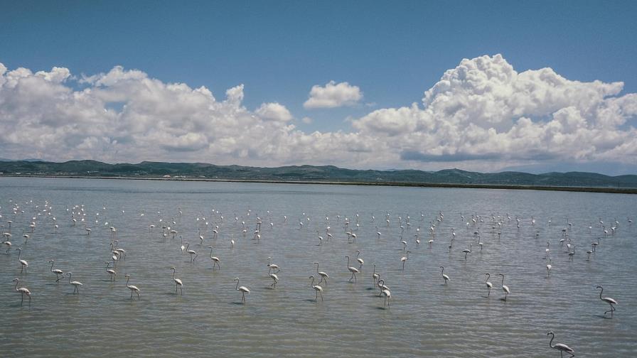 Sin gente a la vista, los flamencos acuden a laguna albanesa