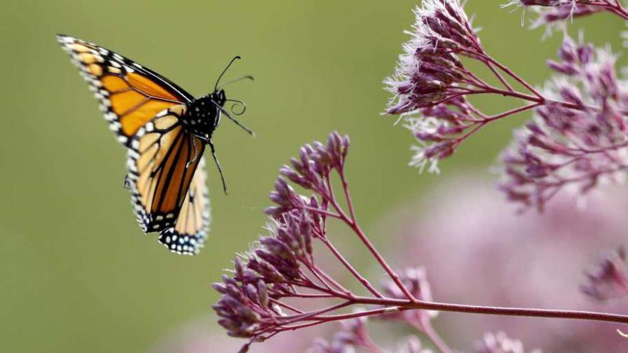Científicos deploran disminución en población de insectos