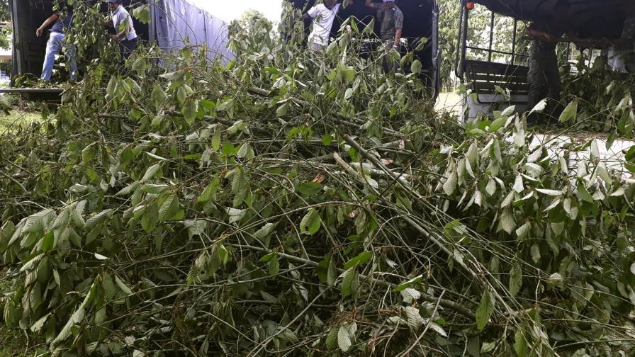 Tailandia legaliza analgésico de origen vegetal kratom