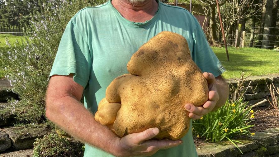 Hallan una enorme papa en Nueva Zelanda, de casi 8 kilos