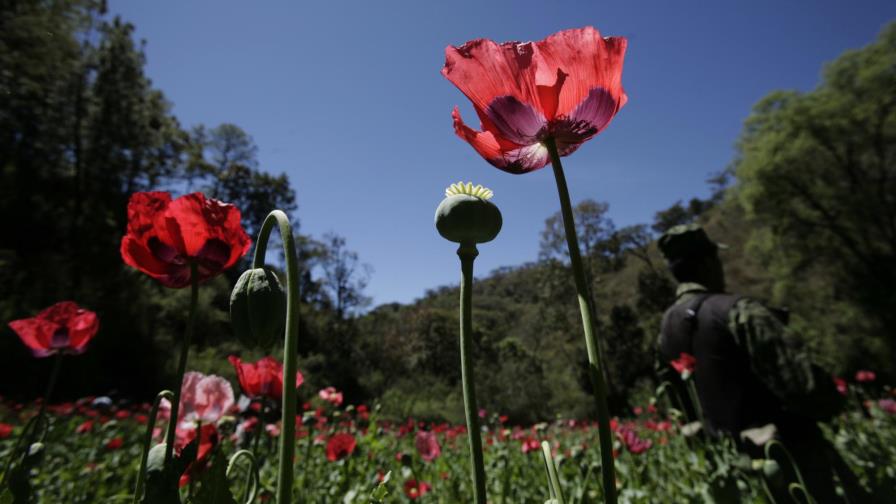 México estudiará opciones para cultivos de amapola