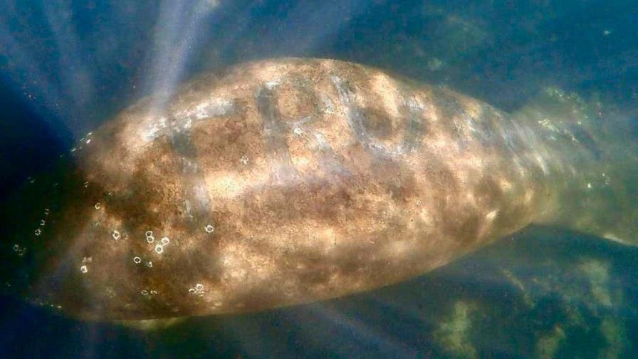 Manatí con el “TRUMP” en el lomo no corre peligro Manatí con el “TRUMP” en el lomo no corre peligro