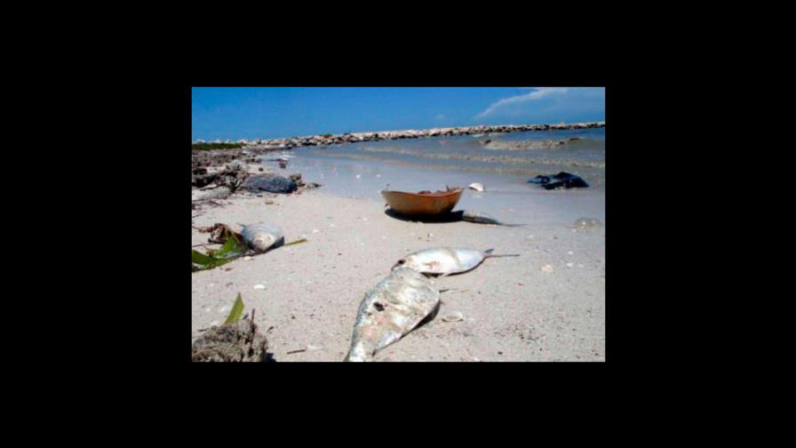 Miles de peces muertos por marea roja que afecta a la costa oeste de Florida