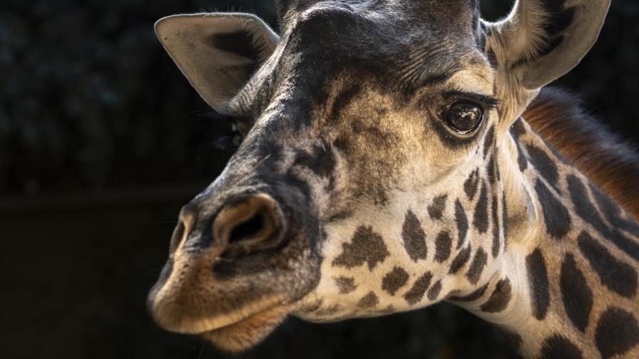 Fallece jirafa en zoo de LA tras parir cría muerta