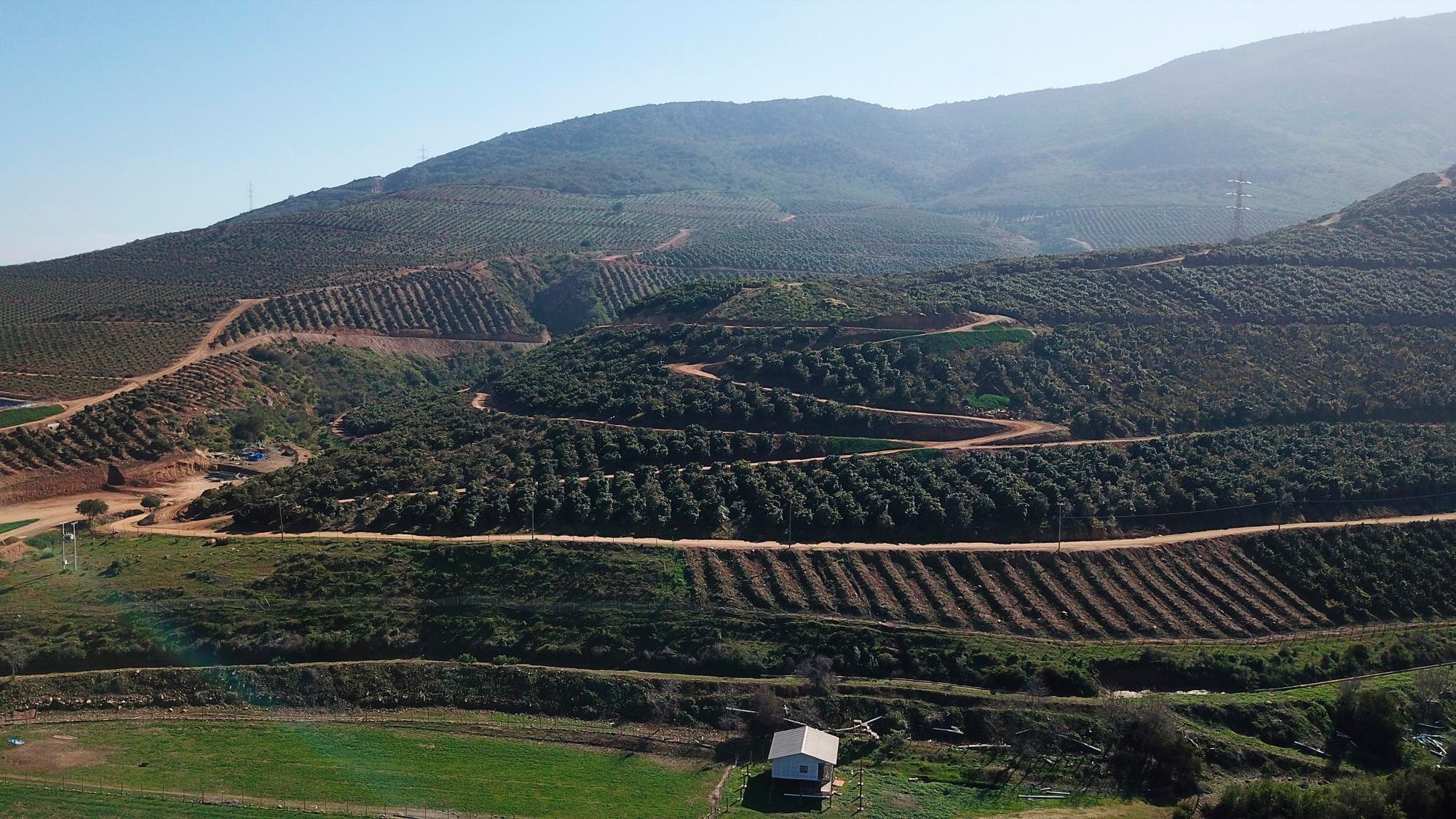 Fotografía tomada con dron que muestra plantaciones de aguacate el 11 de agosto de 2020 en la localidad de Cabildo, ubicada en la región de Valparaíso, provincia de Petorca a 200 km al norte de Santiago (Chile). 