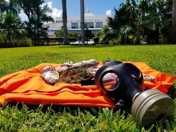 Activistas dejan peces muertos en Alcaldía de Miami en protesta por polución