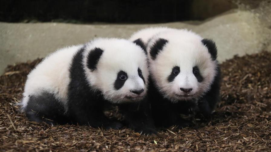 Francia: Cachorros de panda dan 1ros pasos en público en zoo