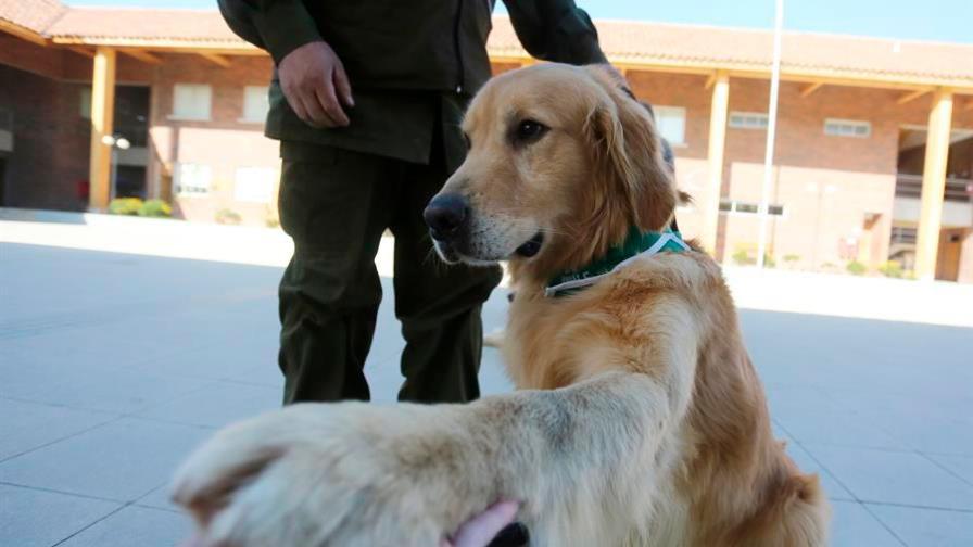 Chile adiestra perros policías para detectar enfermos de COVID-19