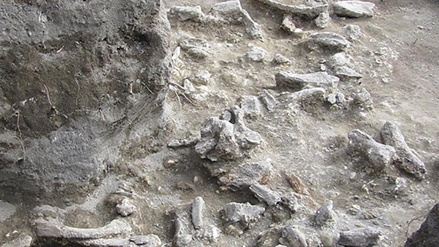 Expertos dicen al fin averiguaron la edad de Homo erectus