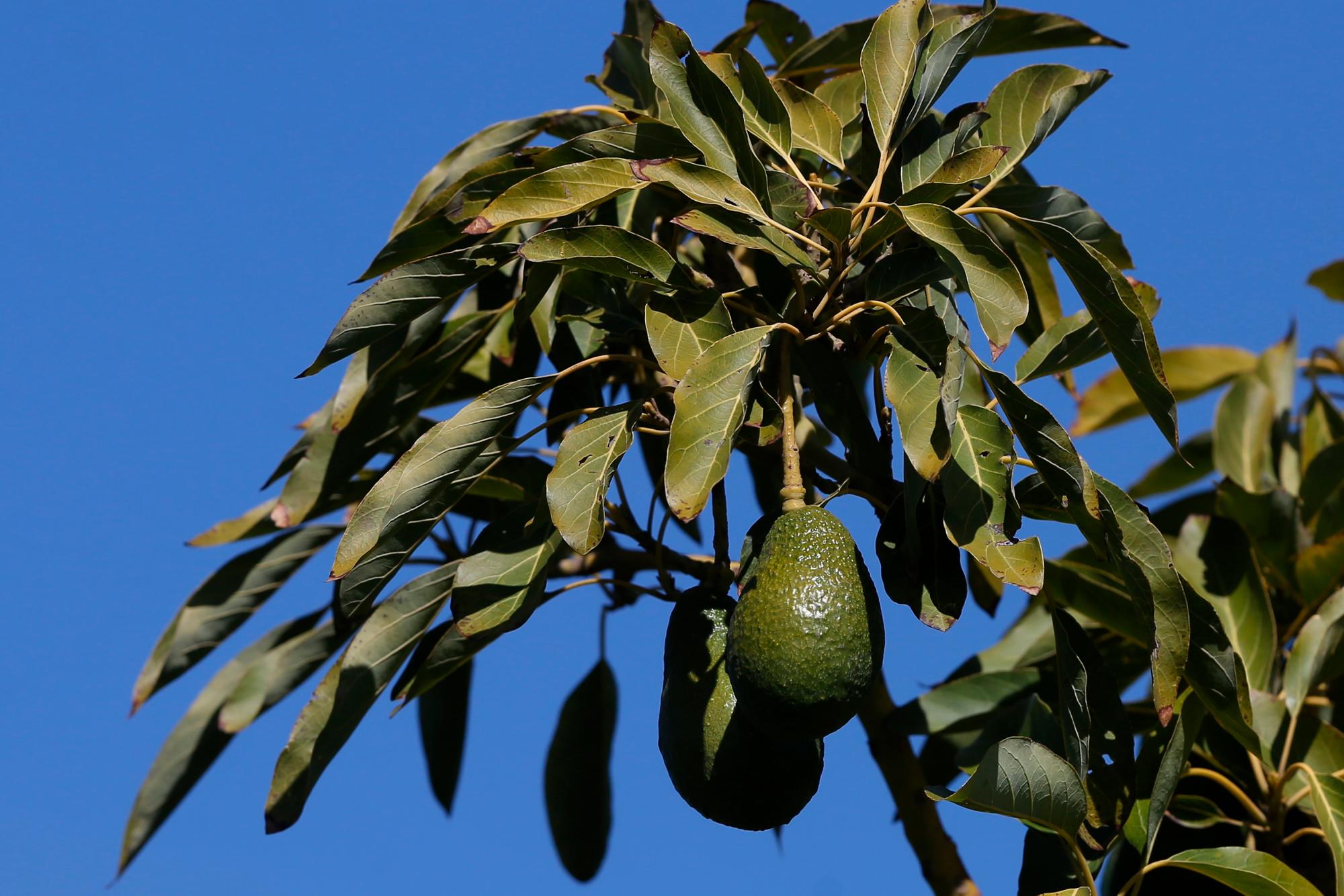 Vista de un aguacate el 11 de agosto de 2020 en la localidad de Cabildo, ubicada en la región de Valparaíso, provincia de Petorca a 200 km al norte de Santiago (Chile).