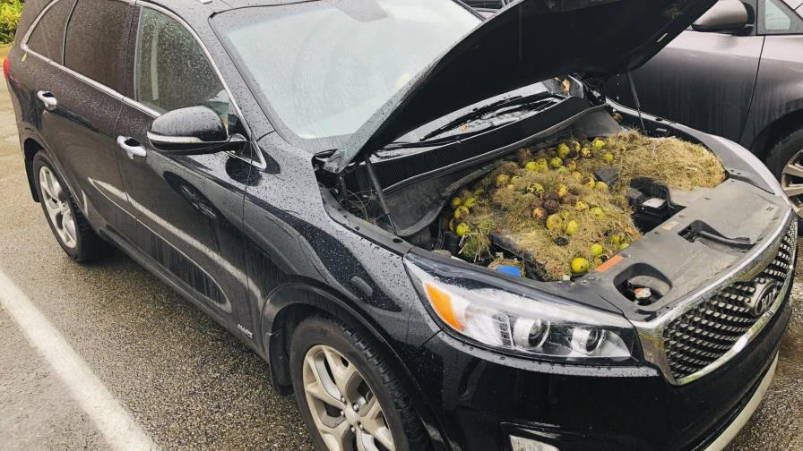 Ardillas esconden más de 200 nueces en motor de camioneta