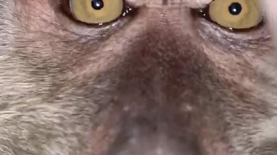 Mono se roba celulular, se toma selfies