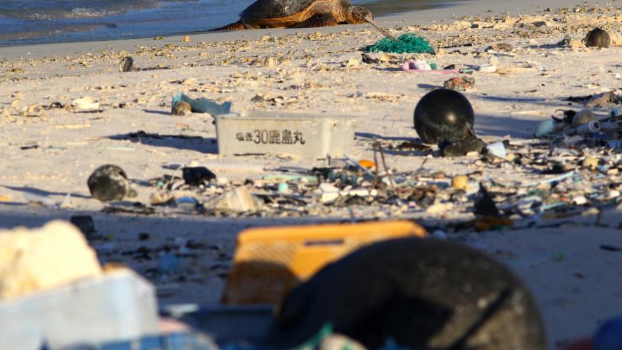 Plástico contamina refugio de aves marinas en el Pacífico