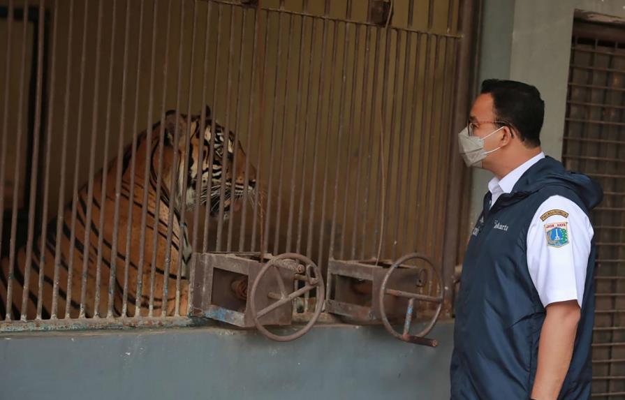 Dos tigres de Sumatra se recuperan tras enfermar de COVID