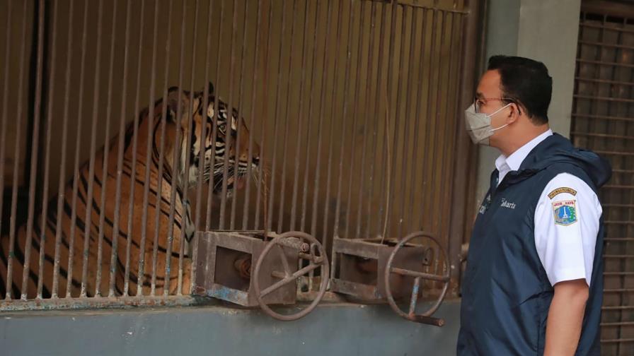 Dos tigres de Sumatra se recuperan tras enfermar de COVID