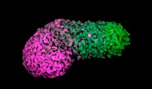 Crean un modelo que simula primera etapa de desarrollo embrionario humano