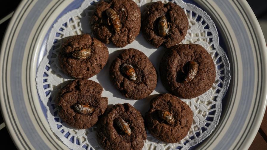 Ante invasión de cigarras, algunos recomiendan comerlas