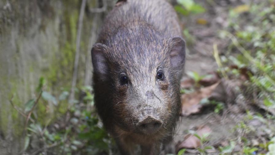 Ponen en cuarentena a jabalíes enanos, pero no por COVID