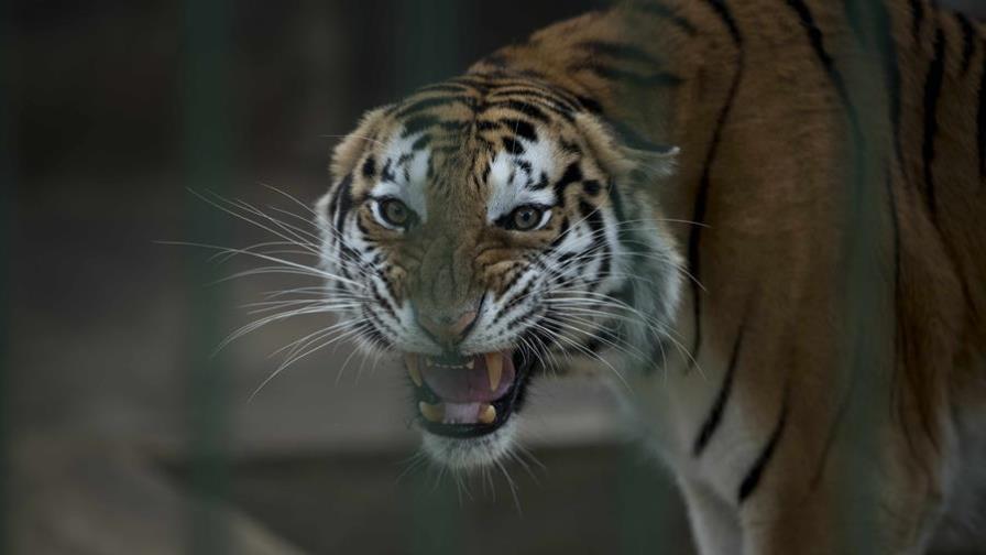 Un tigre de Nueva York tiene el coronavirus, según el zoológico de El Bronx