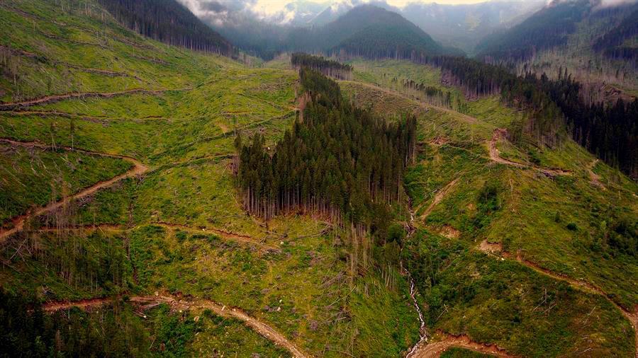 Las mafias de la madera saquean los bosques rumanos ante la pasividad oficial