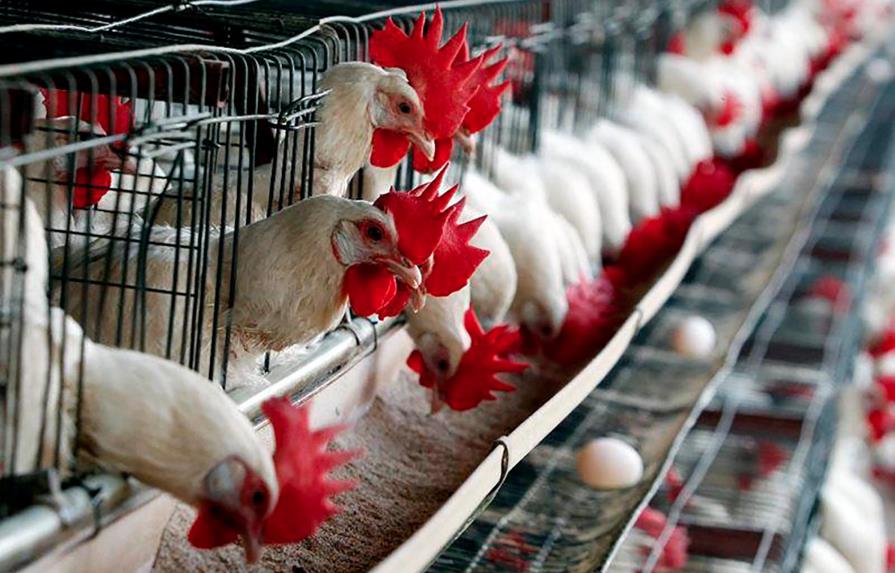 Gobierno distribuirá diariamente 525  mil libras de pollos para la población