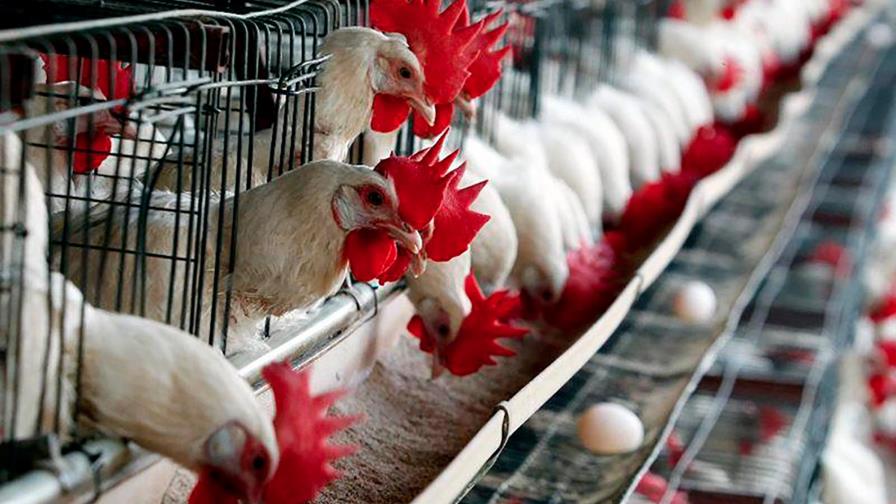 Gobierno distribuirá diariamente 525  mil libras de pollos para la población