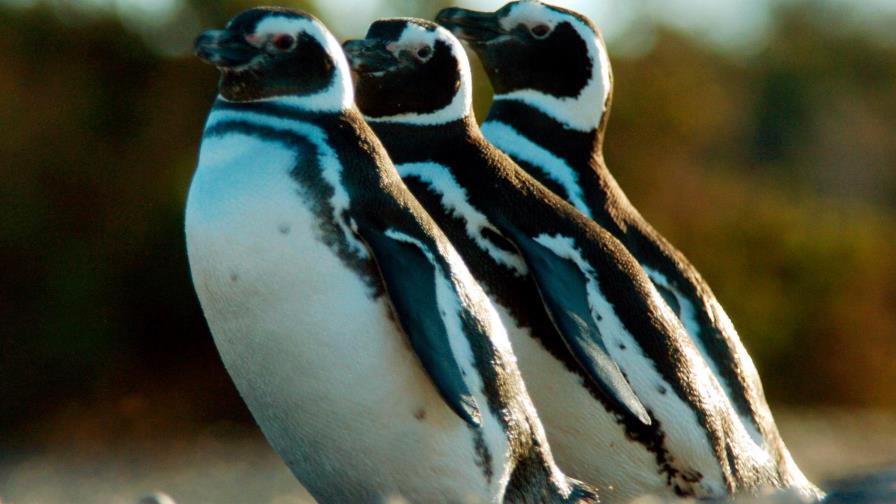Hallan microplásticos en la dieta de los pingüinos de la Antártida Hallan microplásticos en la dieta de los pingüinos de la Antártida