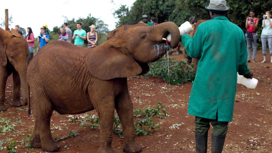 Muere un supuesto cazador furtivo pisoteado por elefantes en Sudáfrica