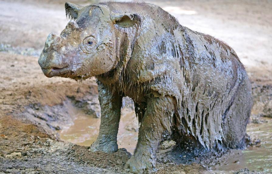 El nivel de endogamia del rinoceronte de Sumatra es sorprendentemente bajo