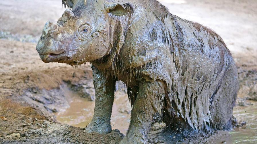 El nivel de endogamia del rinoceronte de Sumatra es sorprendentemente bajo