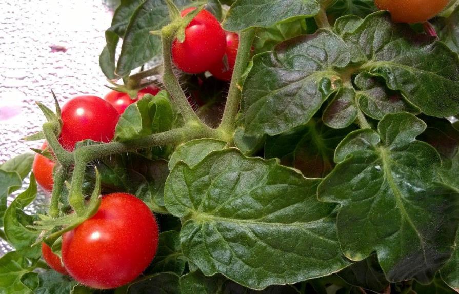Ante las orugas, los tomates envían avisos eléctricos al resto de la planta