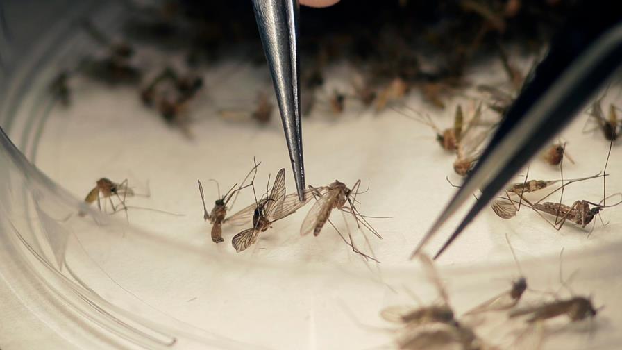 Identifican un microbio que bloquea al parásito de la malaria en mosquitos