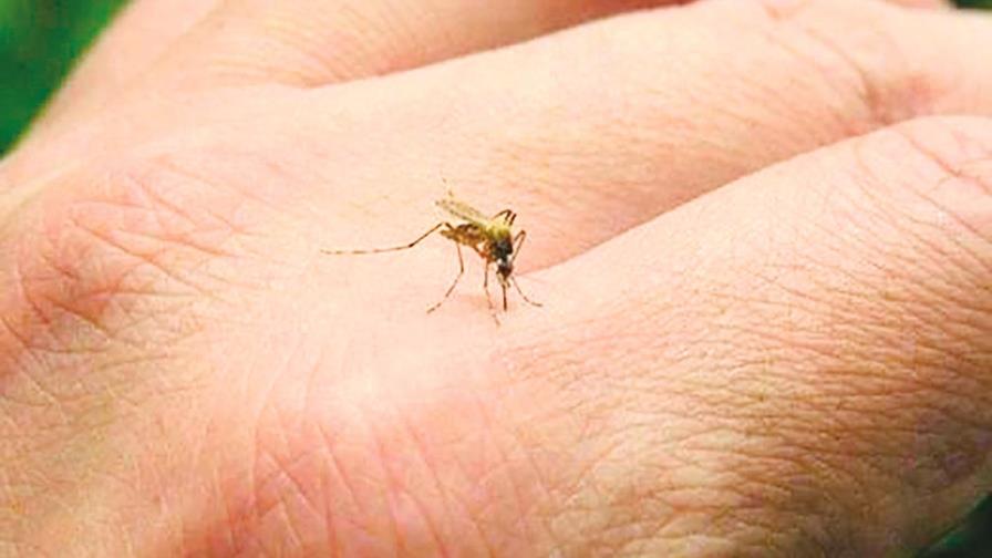 Casos de dengue aumentan lentamente en Florida