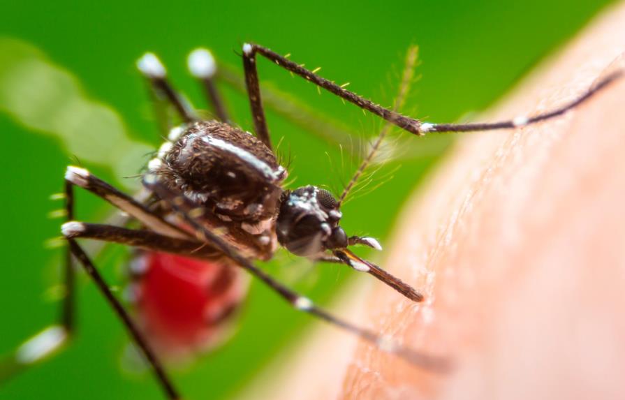 Comienza la primera prueba con mosquitos modificados genéticamente en Estados Unidos