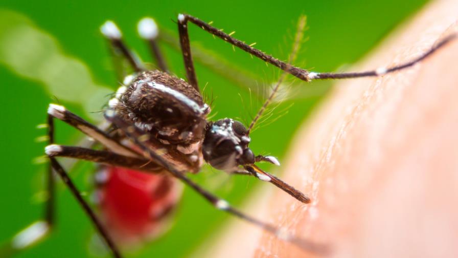 Comienza la primera prueba con mosquitos modificados genéticamente en Estados Unidos