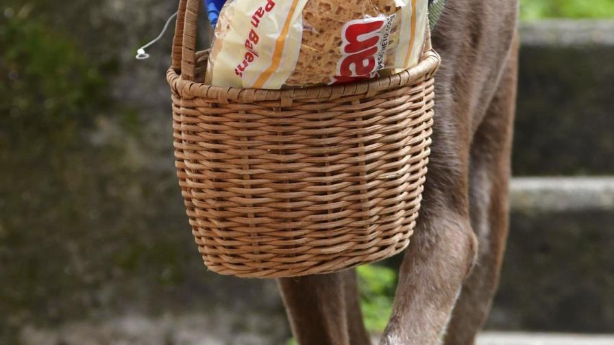 Perro ayuda a tienda en Colombia a mantener distancia social