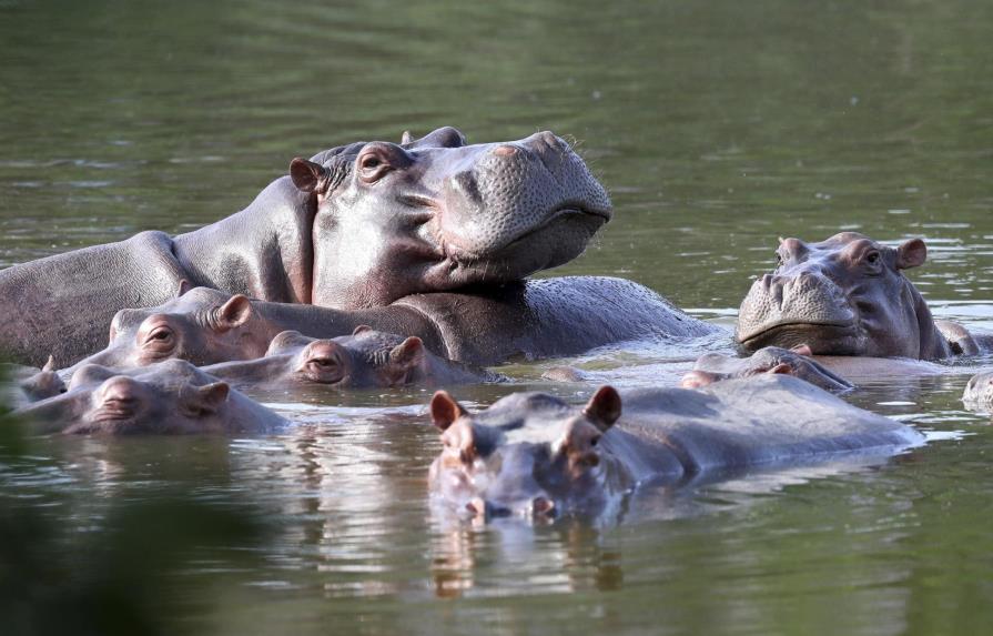 EEUU da estatus de “persona” a hipopótamos de Pablo Escobar
