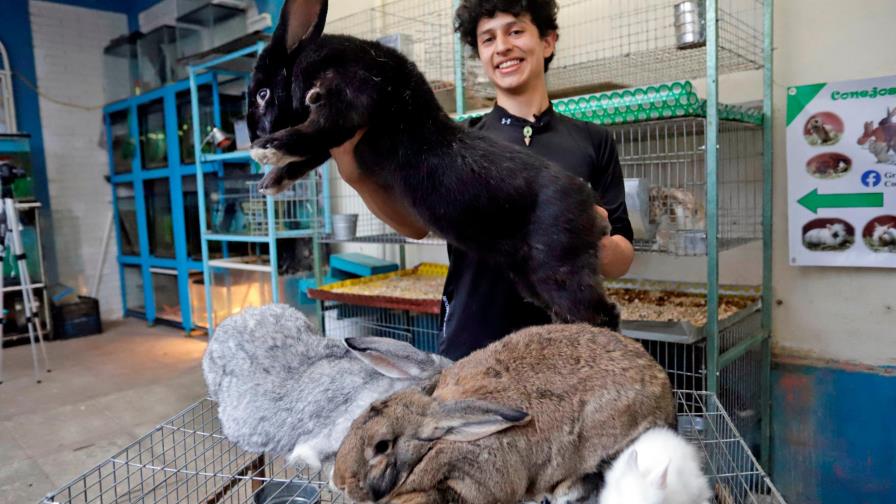 Un estudiante mexicano cría los conejos más grandes del mundo en Puebla