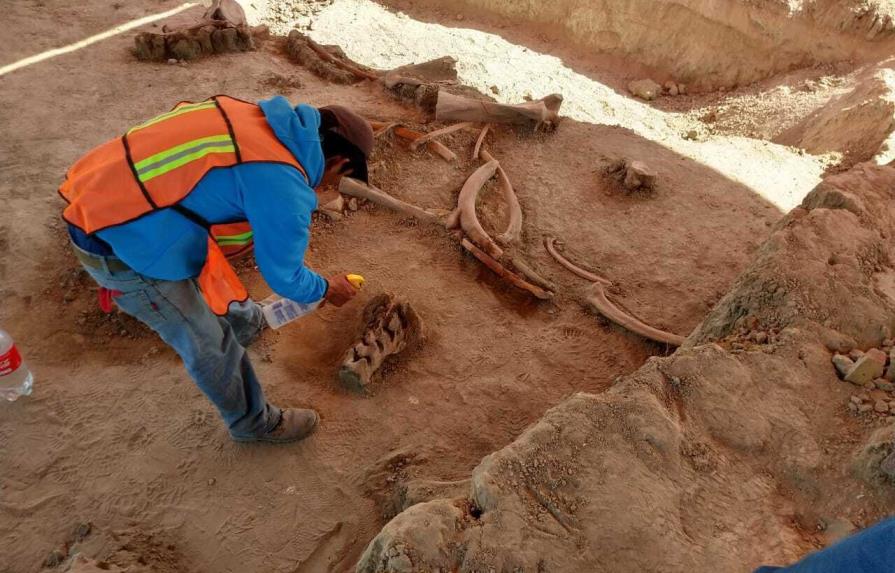 Hallan huesos de decenas de mamuts en centro de México