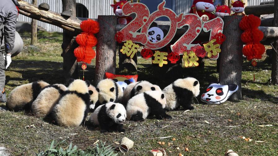 Reserva china muestra 10 cachorros de panda por el Año Nuevo