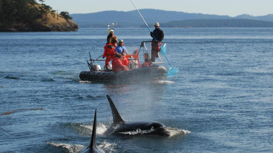 Estudio: Salmón chinook es clave en alimentación de orcas
