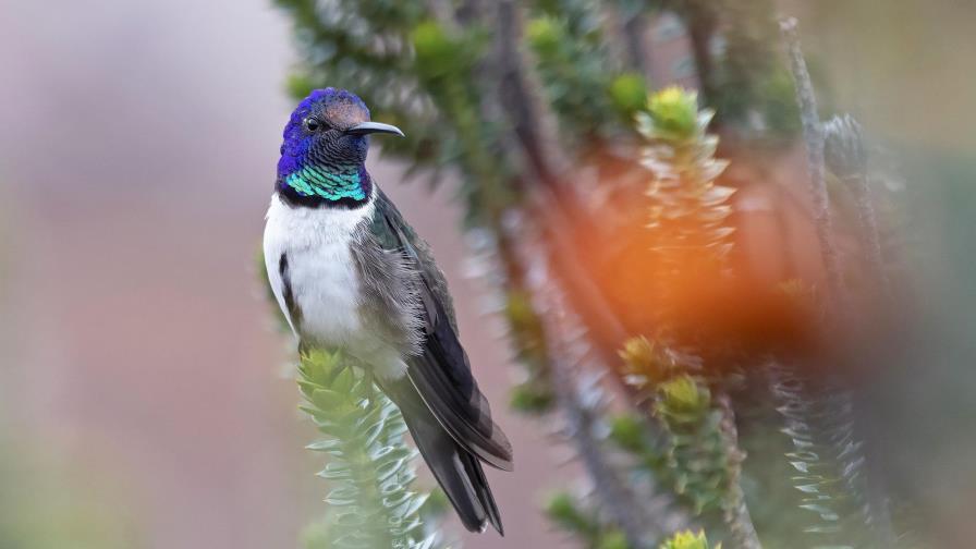 Colibrí ecuatoriano emite cantos de seducción ultrasónicos
