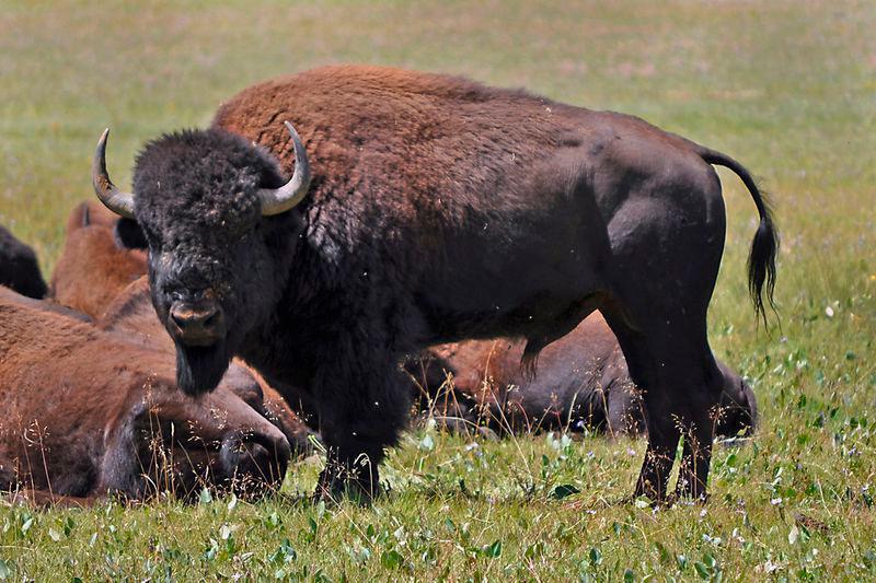 Más de 45,000 candidatos para matar 12 bisontes en un parque natural de EEUU