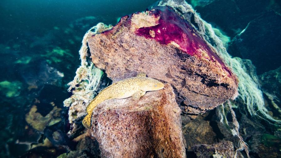 Nueva teoría: Días largos en la Tierra dieron más oxígeno