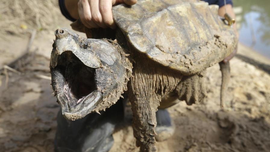 EEUU: Tortuga caimán iría a lista de especies amenazadas