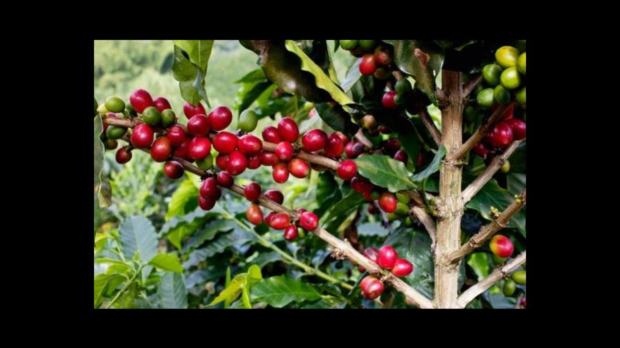 El 60 % de las especies de café silvestre, amenazadas por el cambio climático